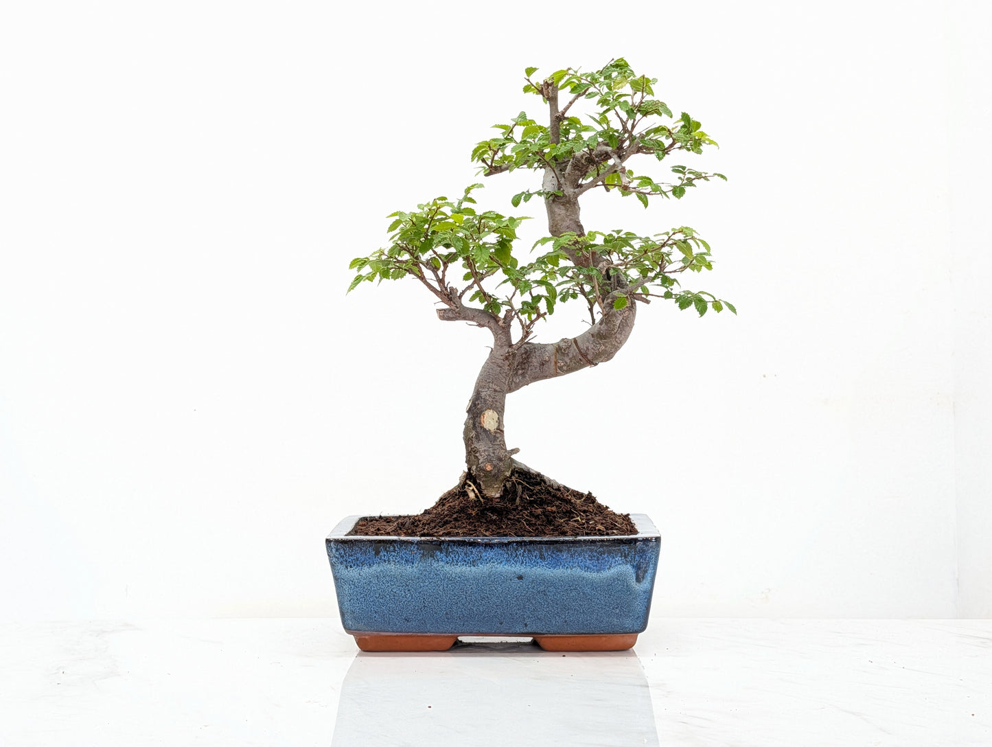 Chinese Elm Bonsai and Care Kit in 18cm Navy Ceramic Pot