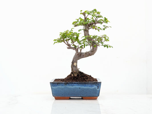 Chinese Elm Bonsai and Care Kit in 18cm Navy Ceramic Pot