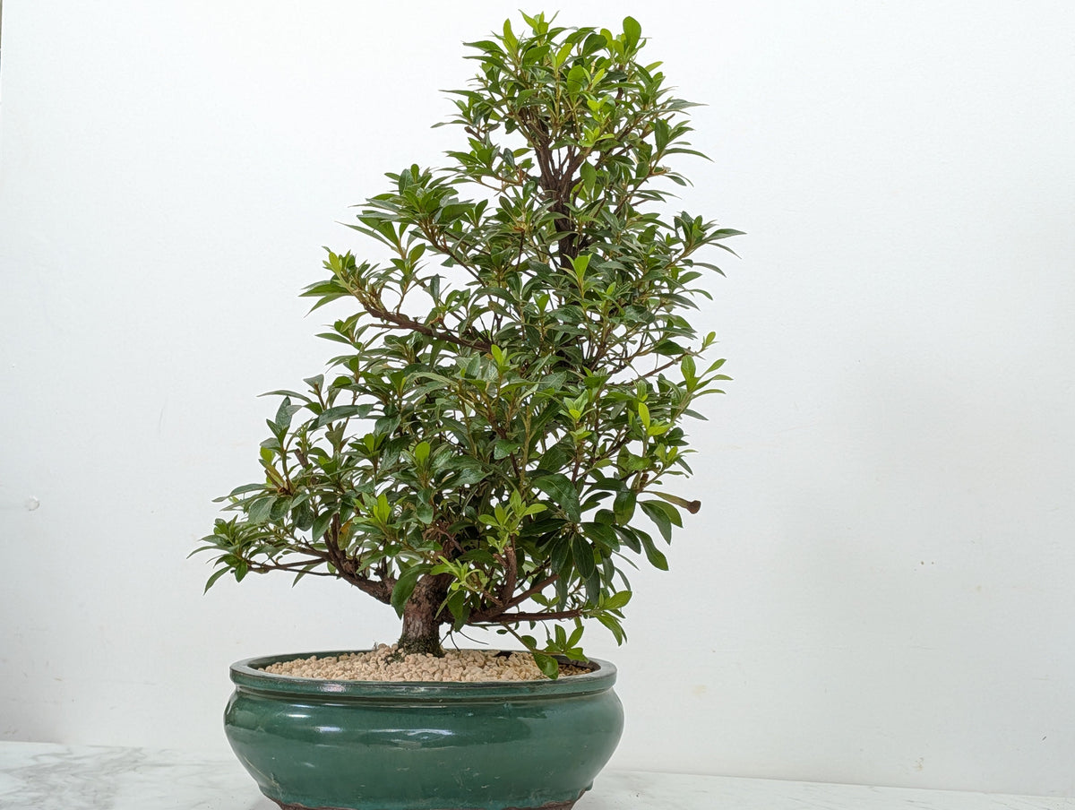 Satsuki Azalea Bonsai & Care Kit