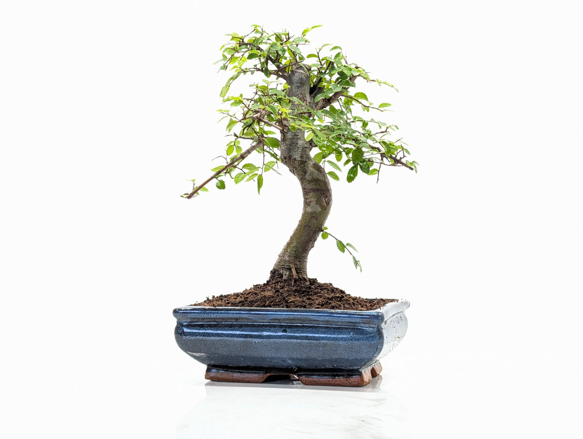 Chinese Elm Bonsai and Care Kit in 18cm Navy Ceramic Pot