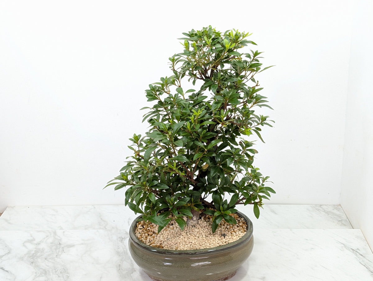 Satsuki Azalea Bonsai & Care Kit