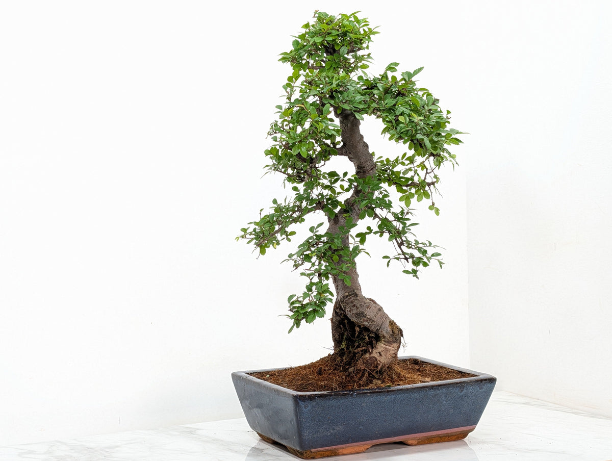 Large Chinese Elm Bonsai in 30cm Blue Ceramic Pot