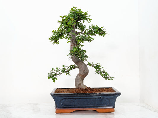 Large Chinese Elm Bonsai in 30cm Blue Ceramic Pot
