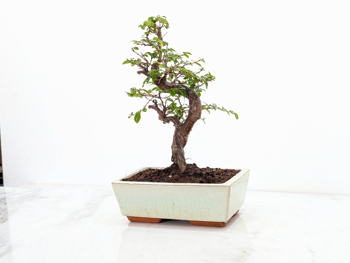 Chinese Elm Bonsai and Care Kit in 18cm Cream Ceramic Pot