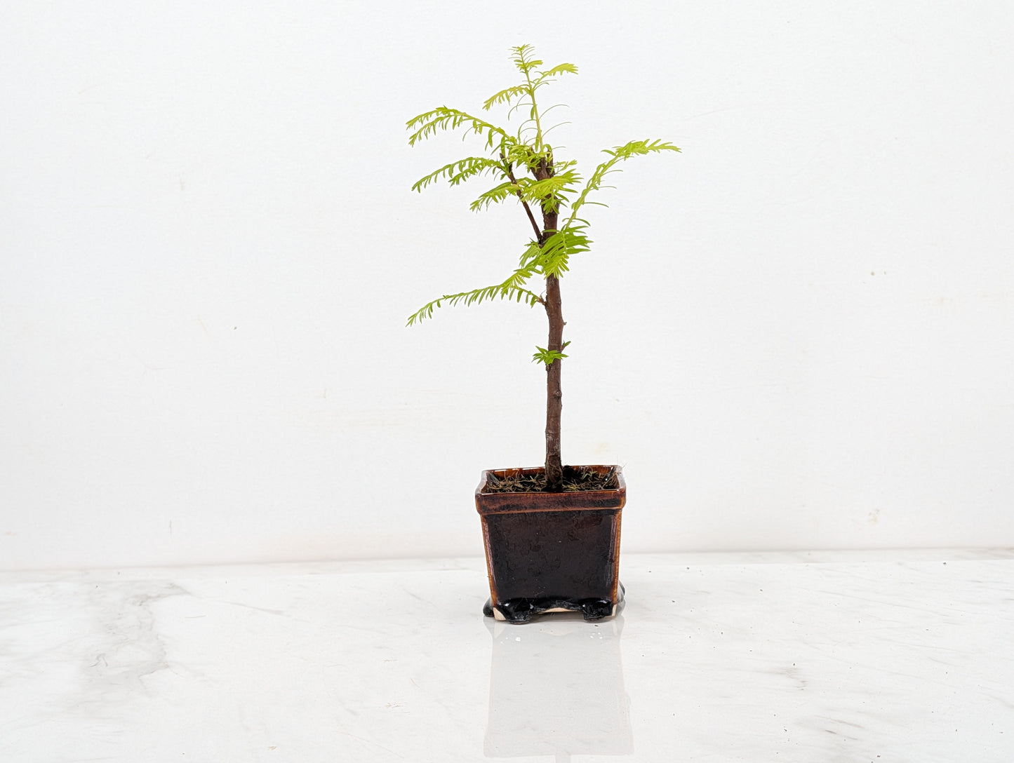 Dawn Redwood Bonsai Starter Tree