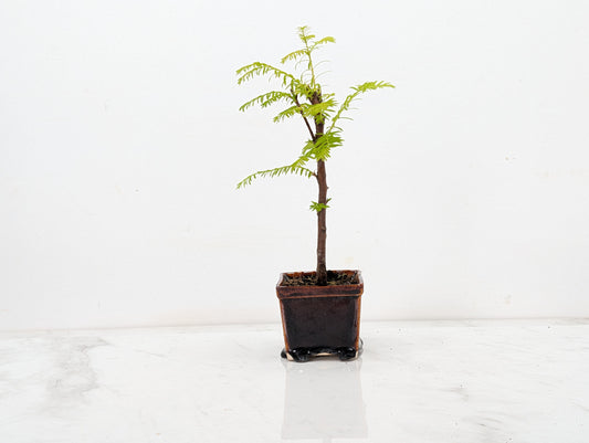 Dawn Redwood Bonsai Starter Tree