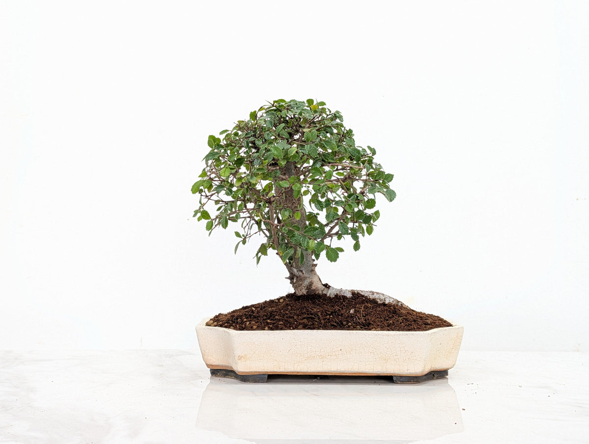 Chinese Elm Bonsai in 21cm Romantic Cream Ceramic Dish+ Care Kit