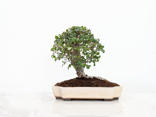 Chinese Elm Bonsai in 21cm Romantic Cream Ceramic Dish+ Care Kit