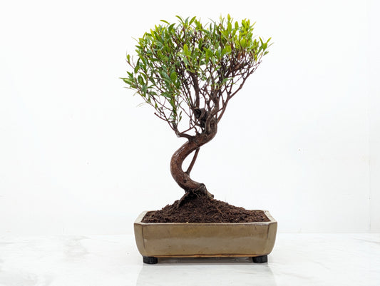 Chinese Myrtle Bonsai  S Trunk - 21cm Tundra Ceramic Pot & Care Kit