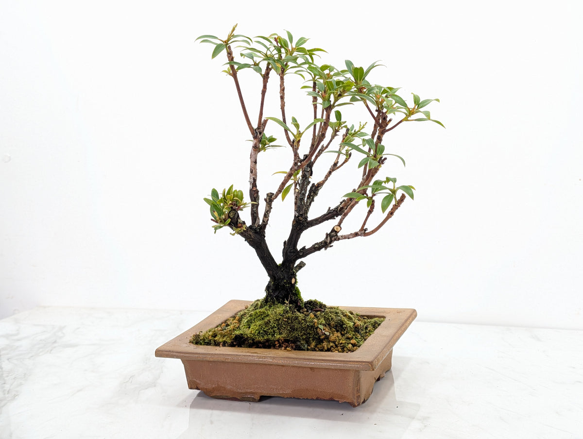 Kalmia Flowering  Bonsai