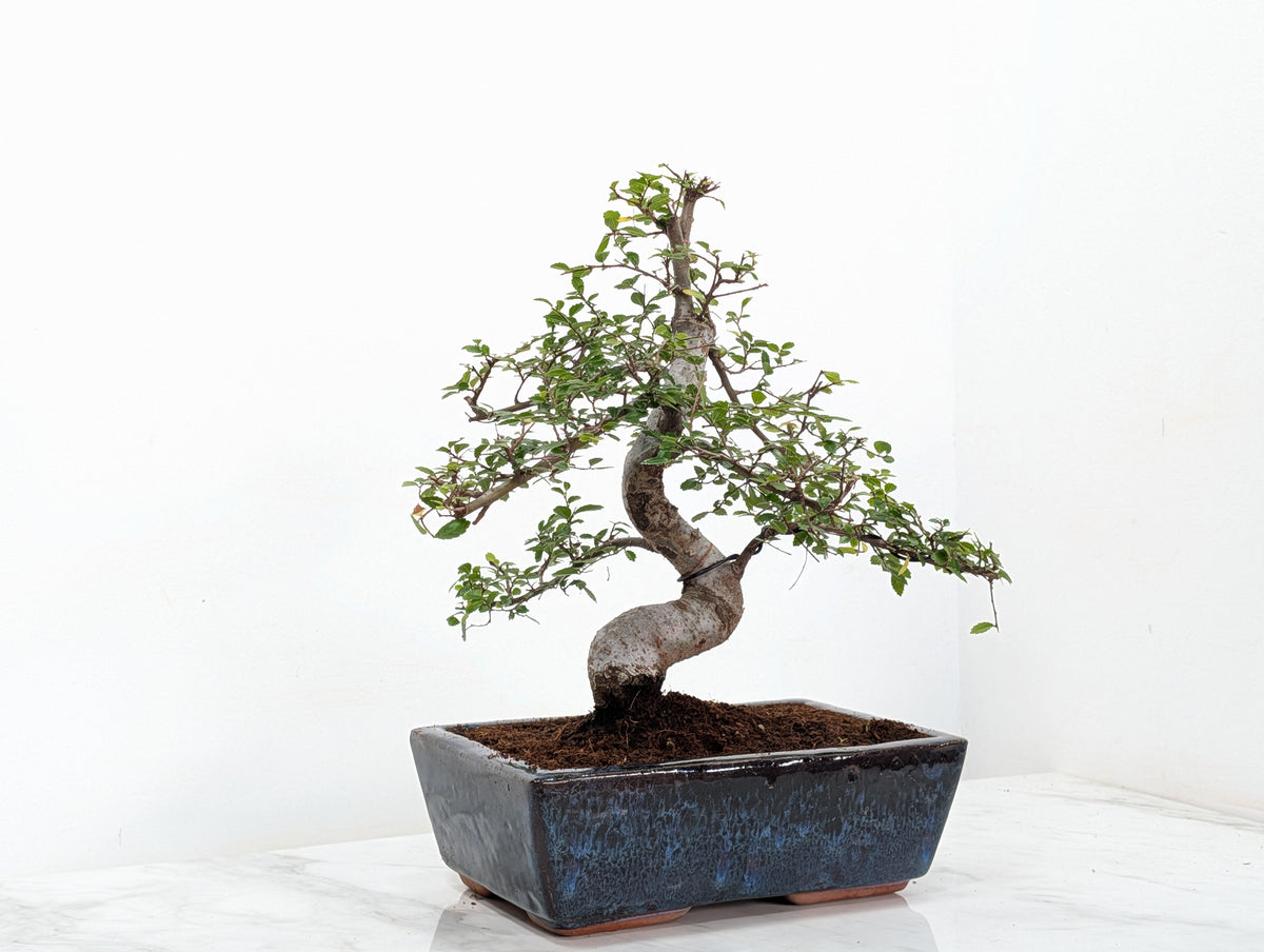 Chinese Elm Bonsai and Care Kit in 25cm Navy Ceramic Pot