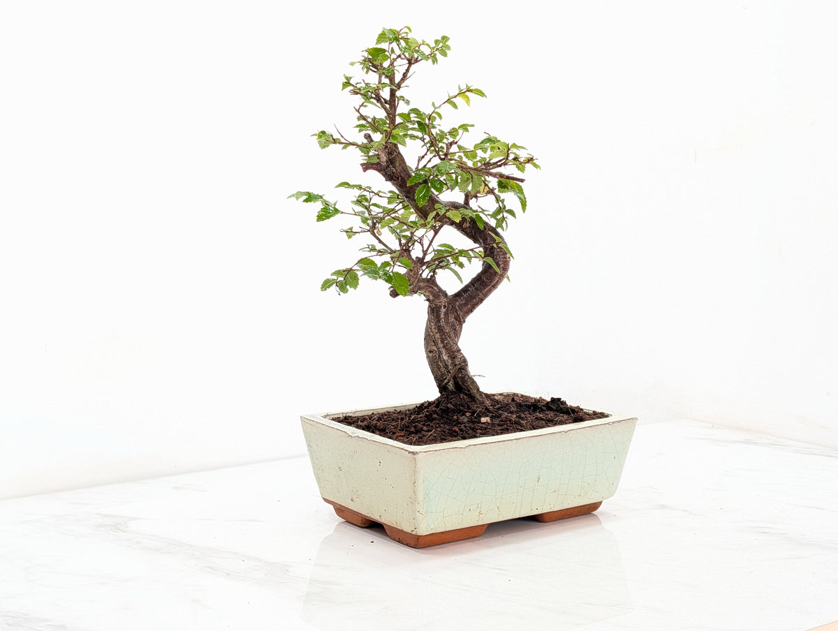 Chinese Elm Bonsai and Care Kit in 18cm Cream Ceramic Pot