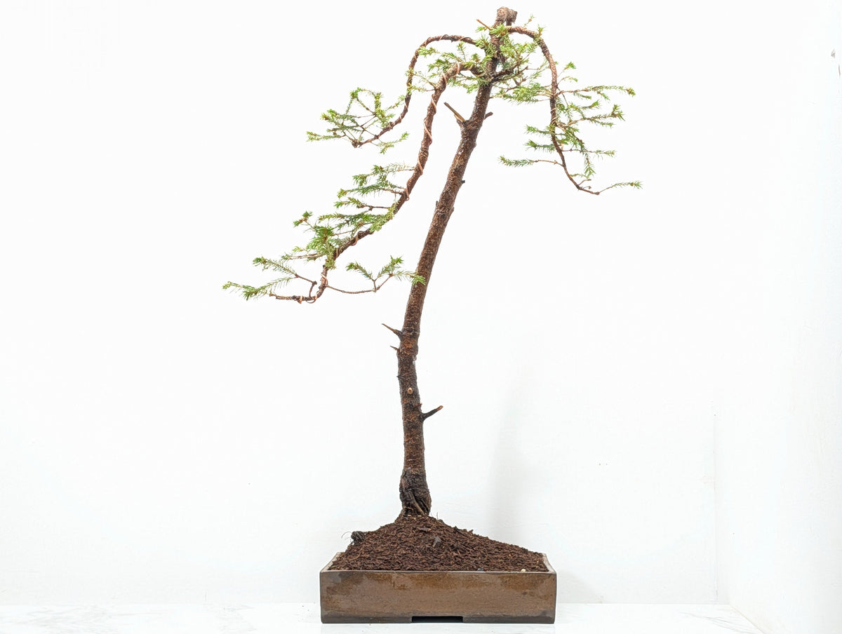Spruce Bonsai - 25cm Venus Brown Ceramic
