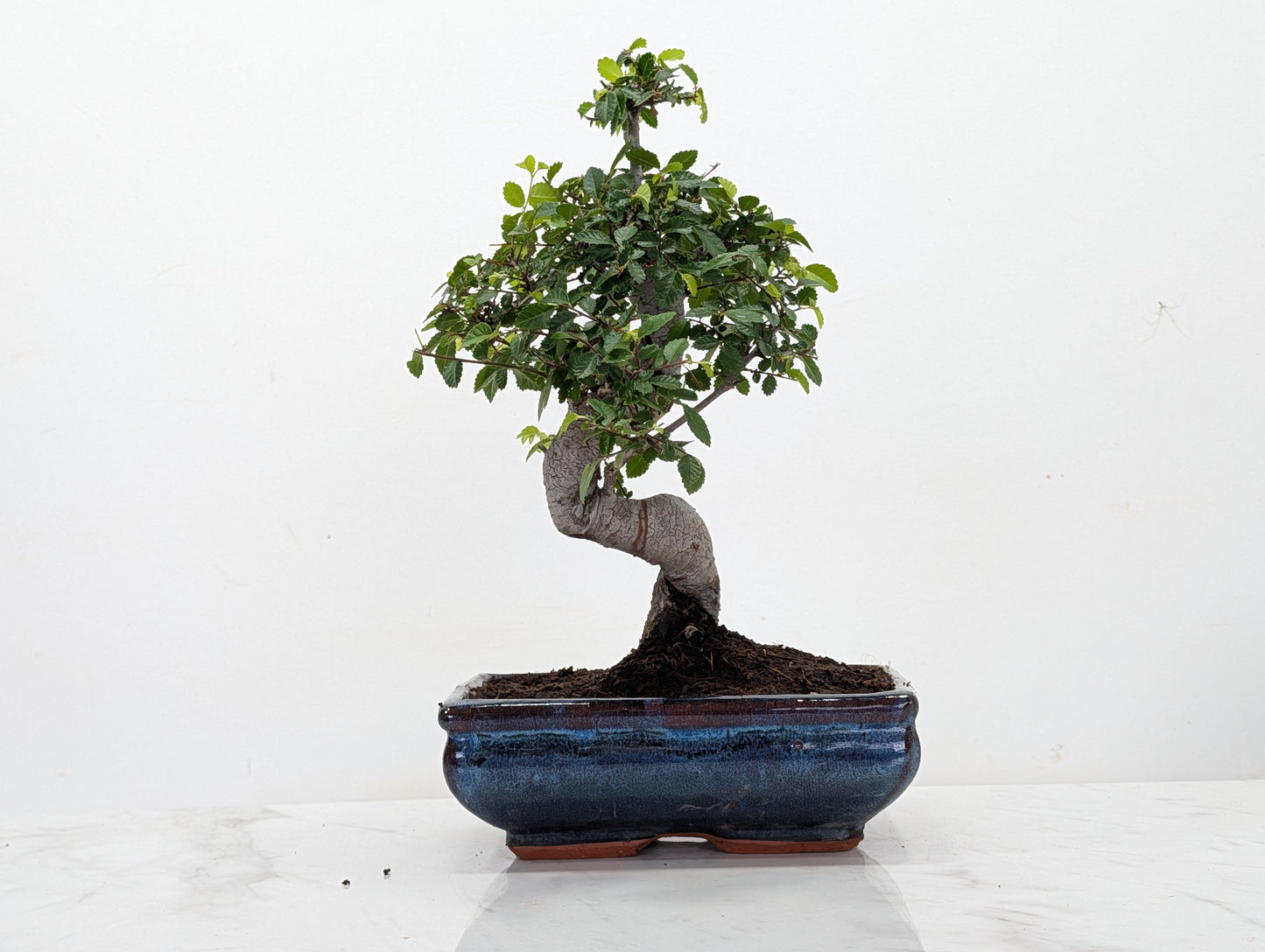 Chinese Elm Bonsai and Care Kit in 18cm Navy Ceramic Pot