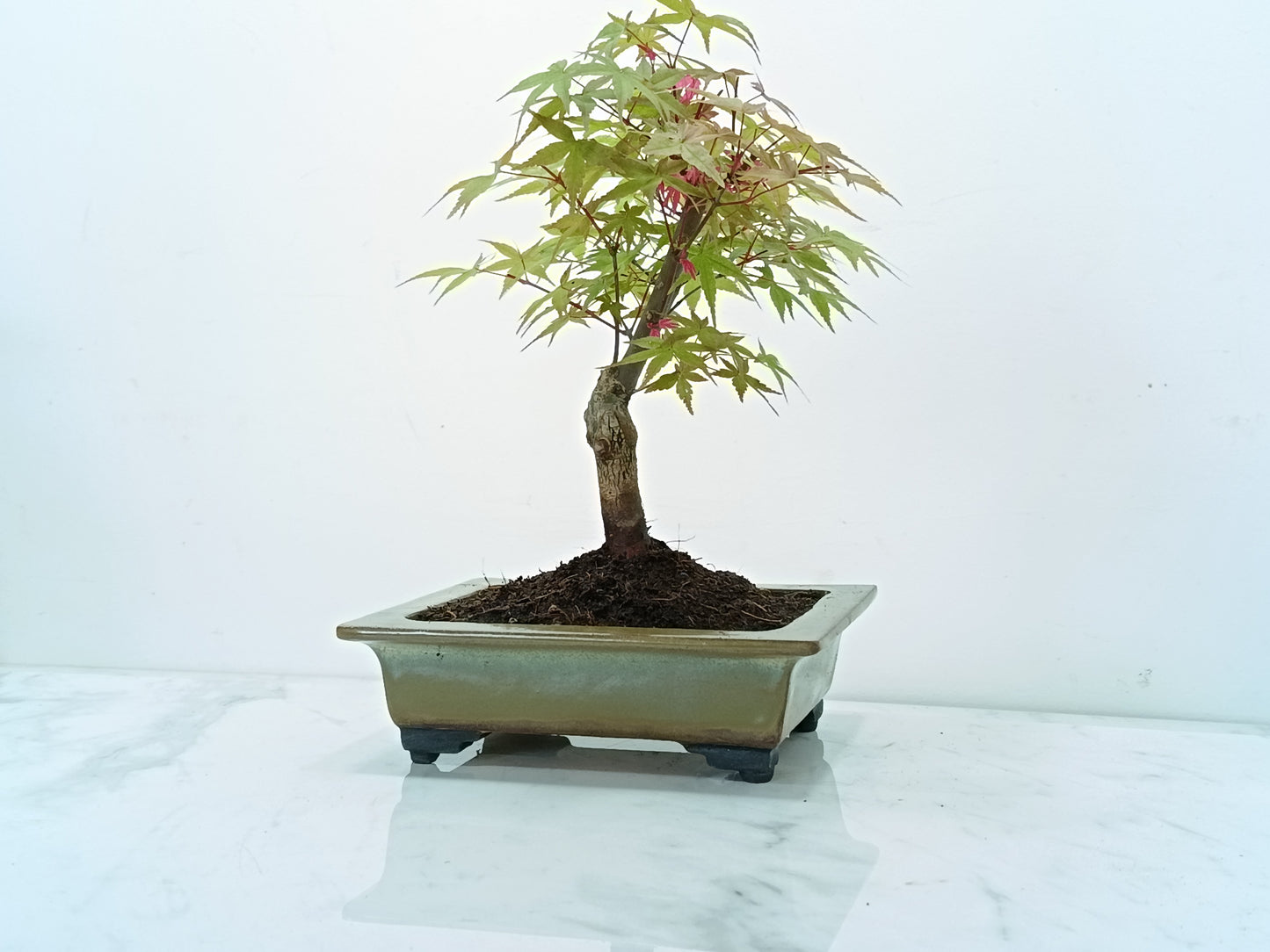 Deshojo Japanese Maple Bonsai & Care Kit