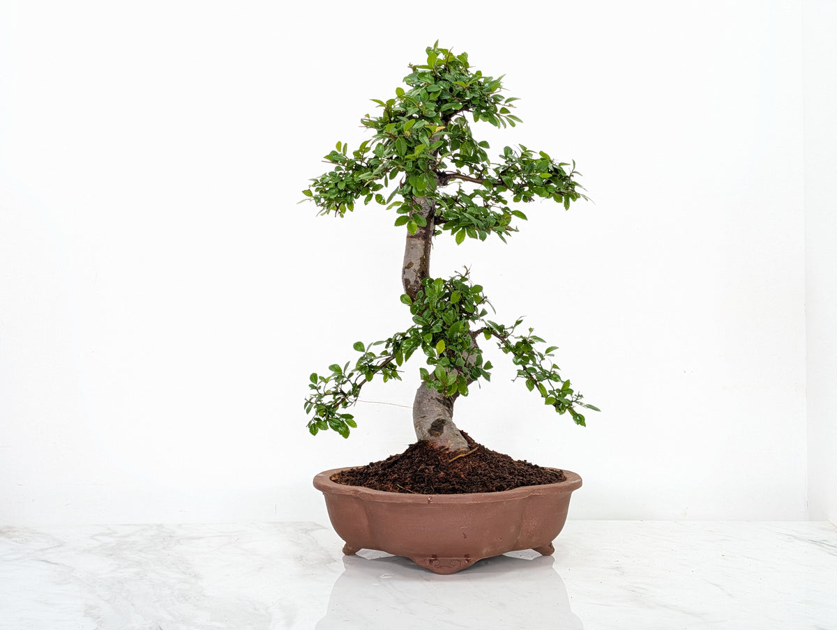 Large Chinese Elm Bonsai in 26cm Lotus Bonsai Pot