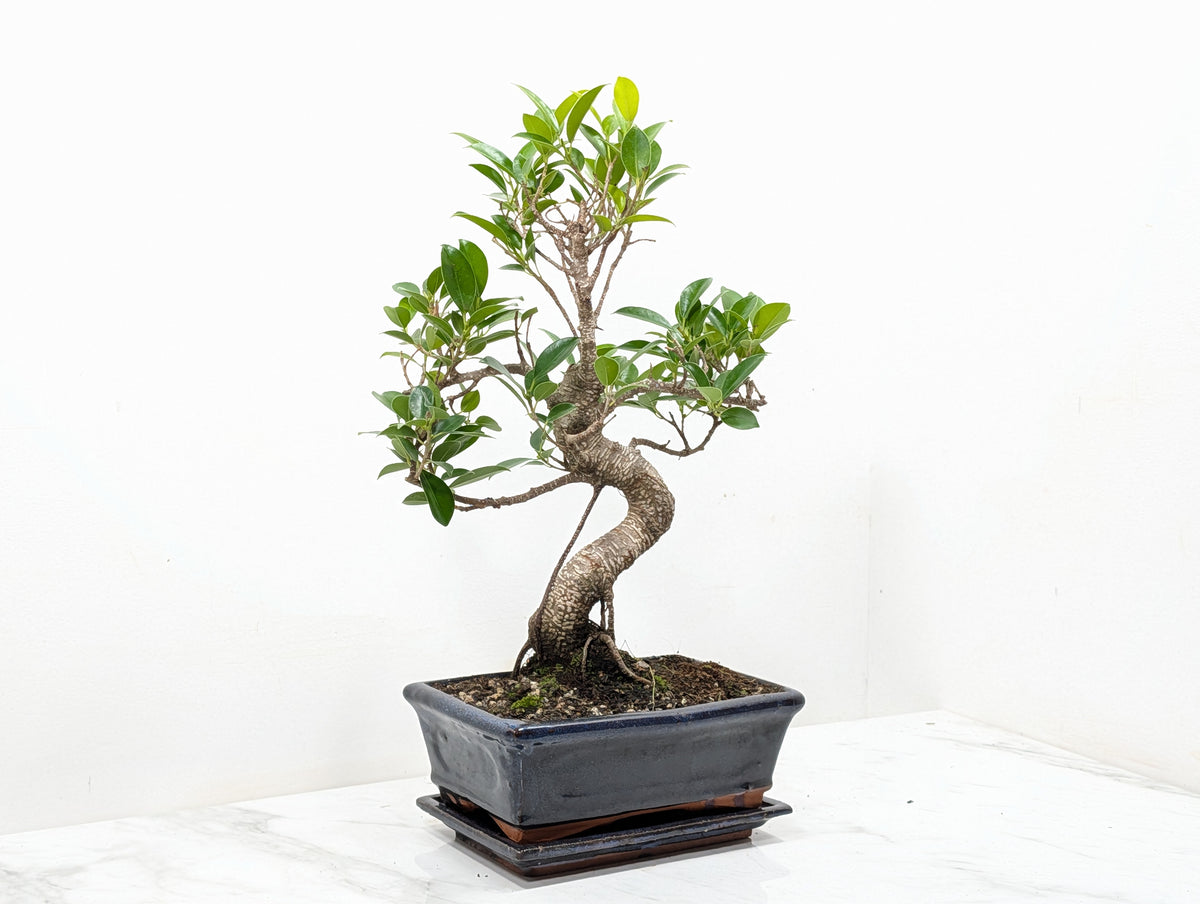 Banyan Fig Bonsai -20cm Navy Pot