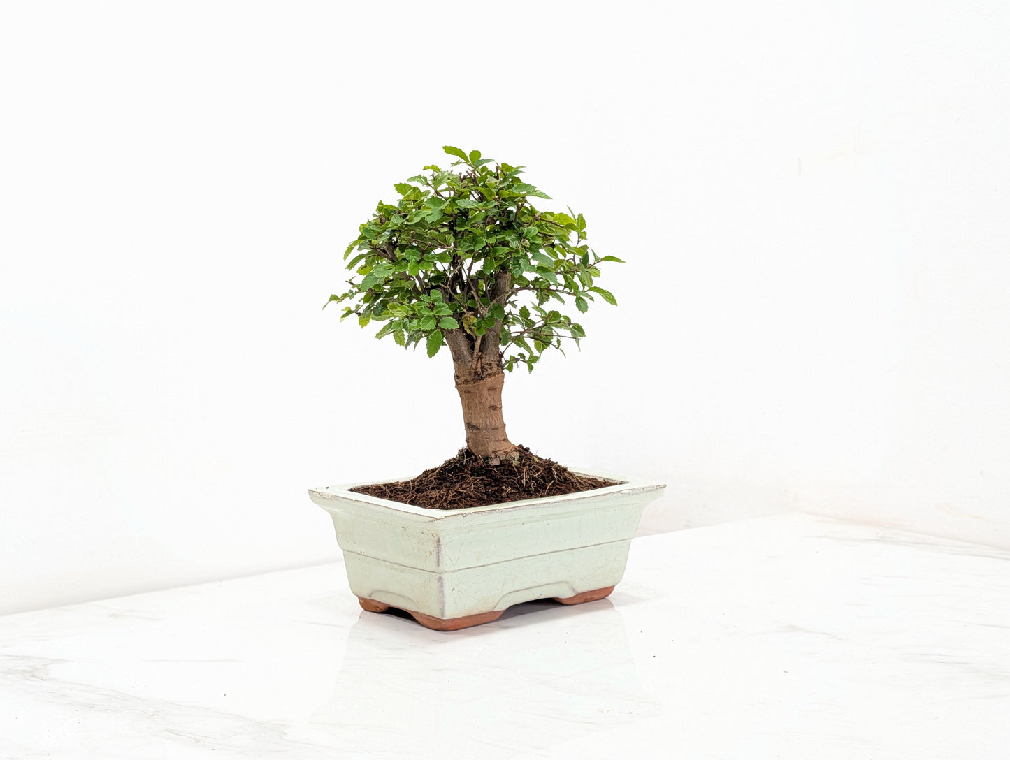 Chinese Elm Bonsai and Care Kit in 15cm Cream Ceramic Pot