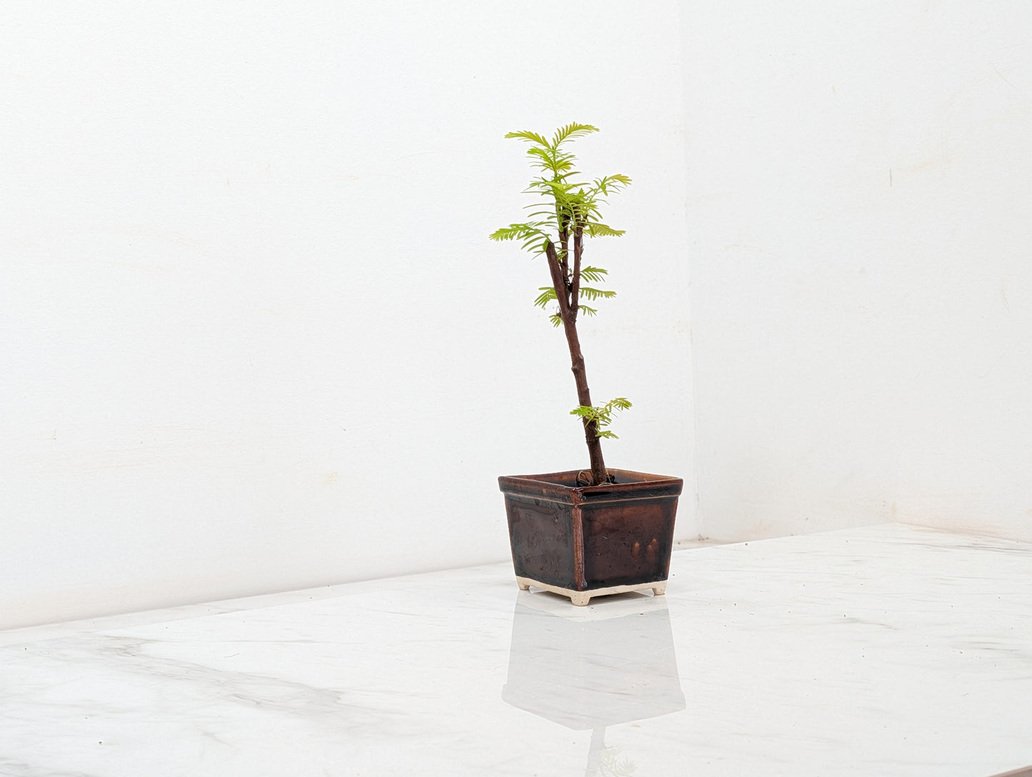 Dawn Redwood Bonsai Starter Tree