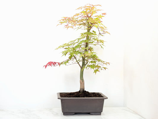 'Deshojo' Japanese Maple Bonsai