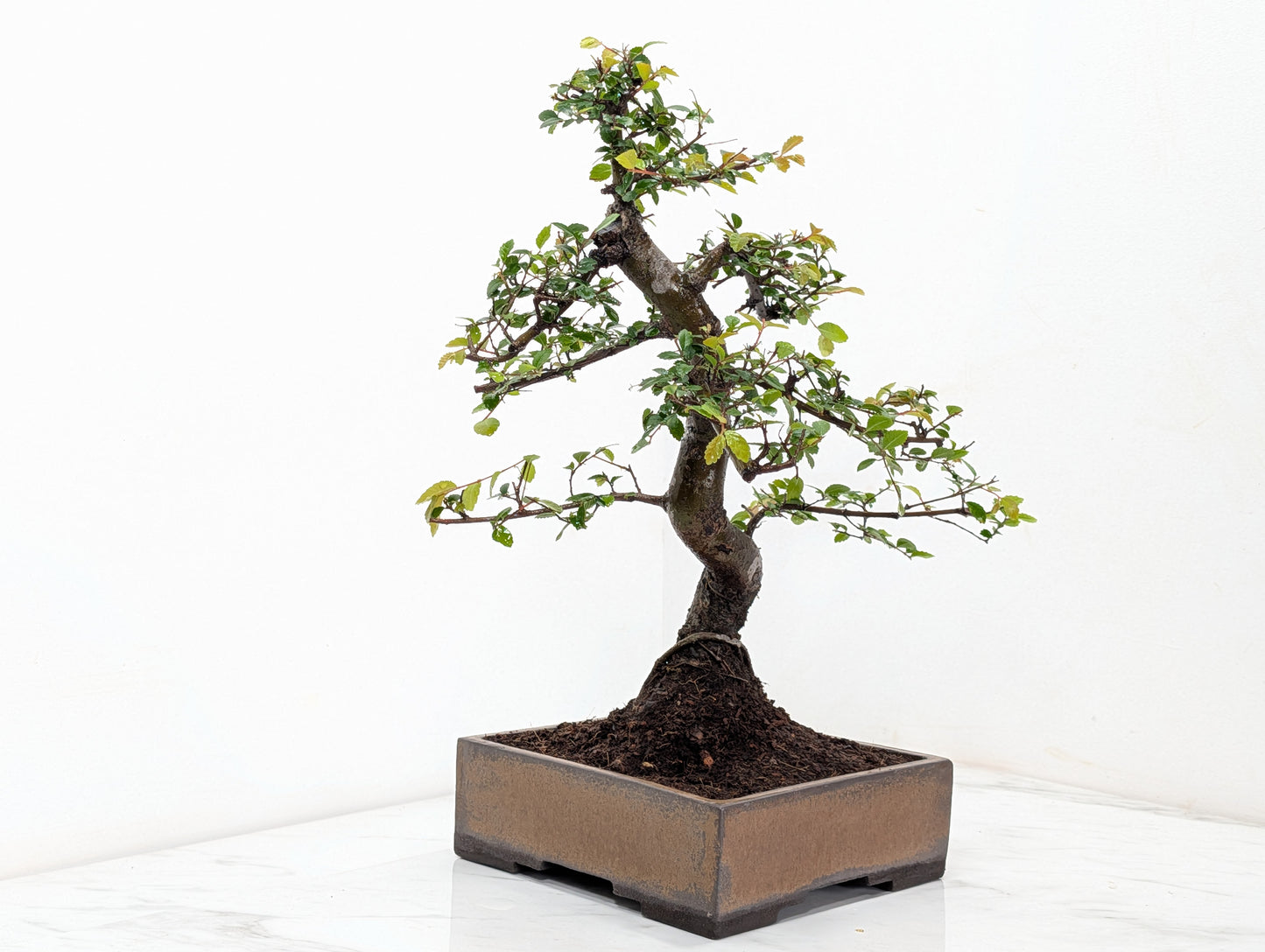 Chinese Elm Bonsai and Care Kit in 17cm Venus Brown Ceramic Dish