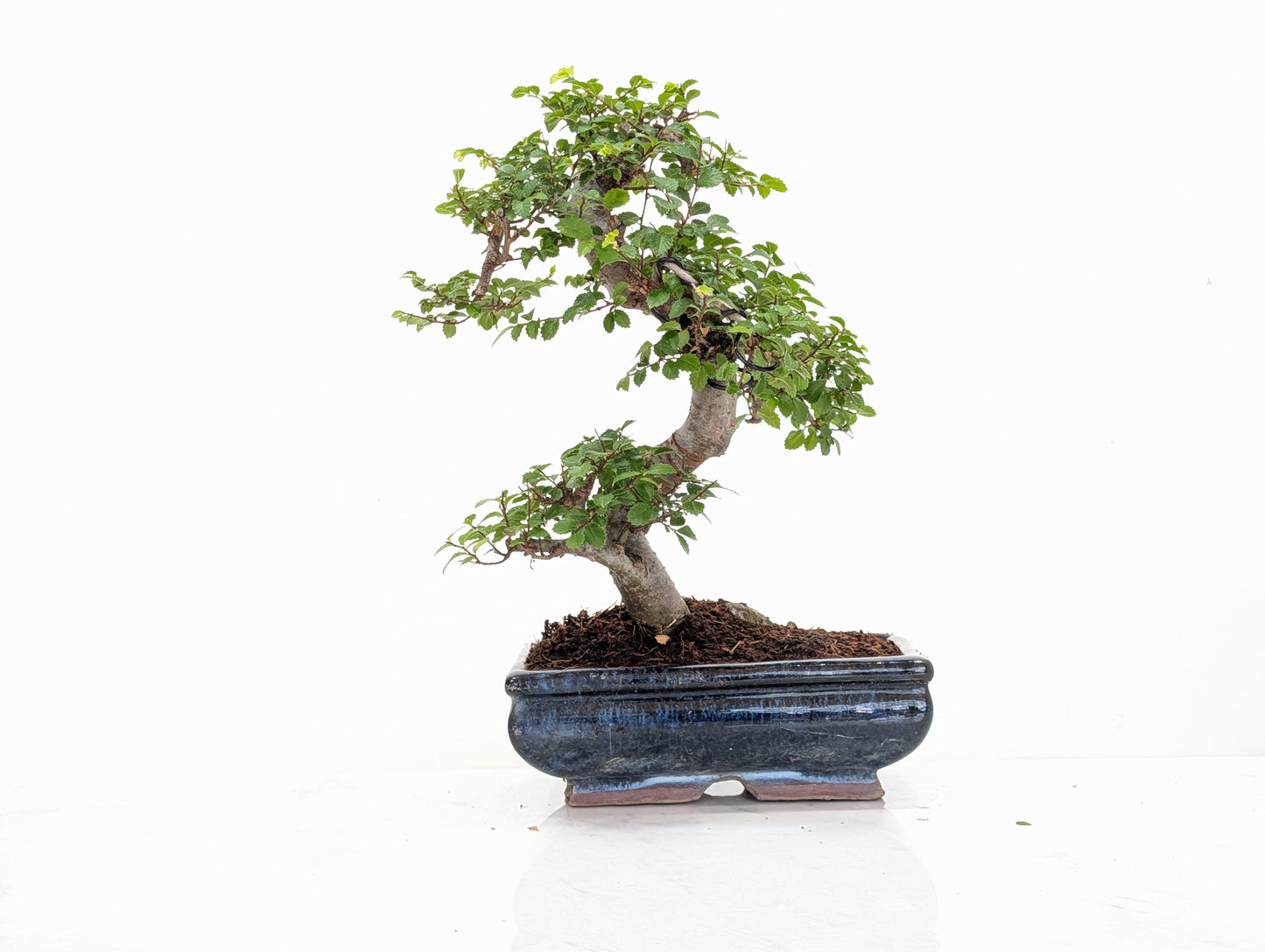 Chinese Elm Bonsai and Care Kit in 18cm Navy Ceramic Pot
