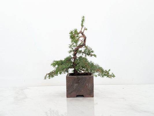 Juniper -Juniperus - Bonsai Starter -  Cube Pot