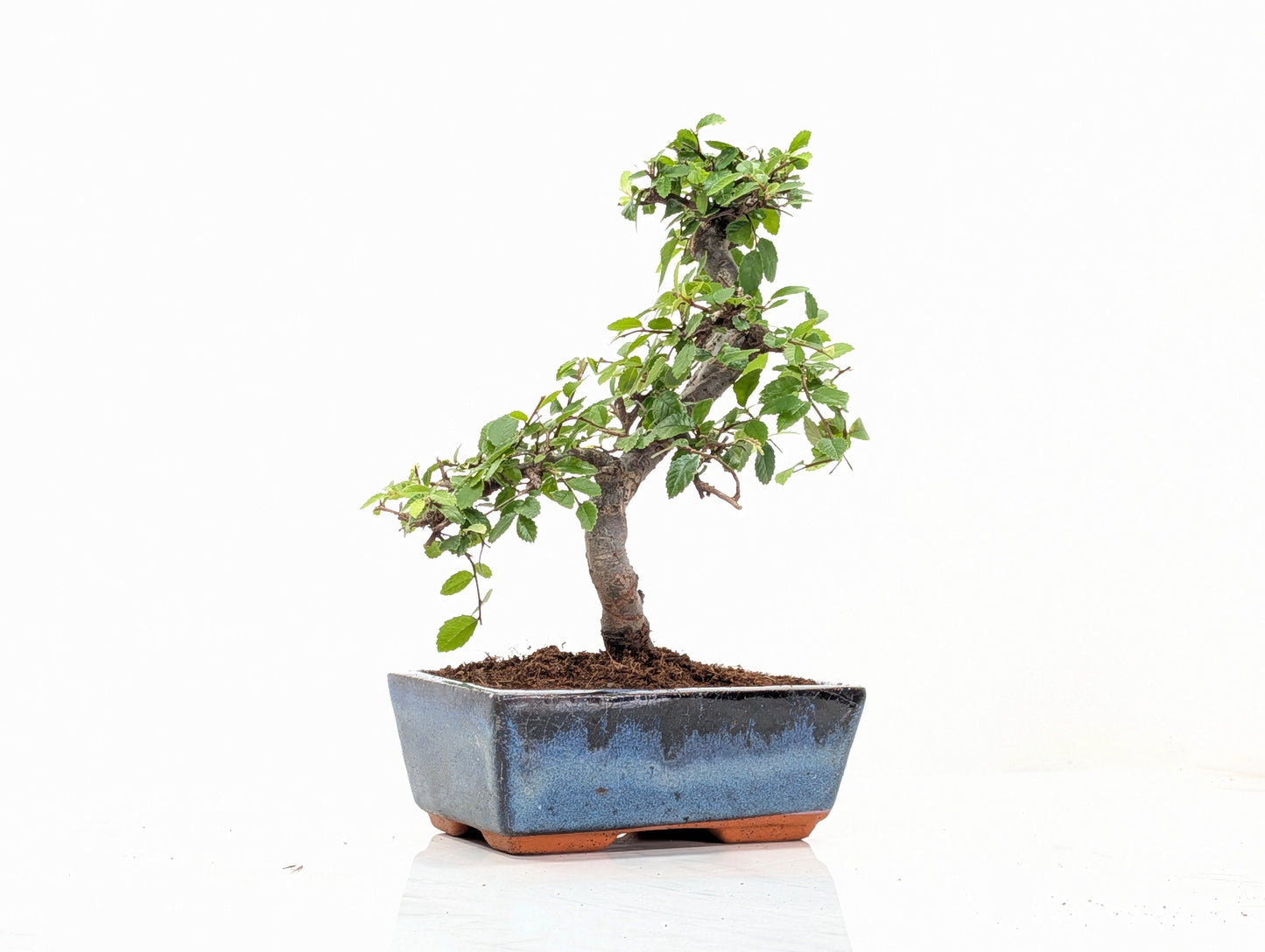 Chinese Elm Bonsai and Care Kit in 15cm Navy Ceramic Pot