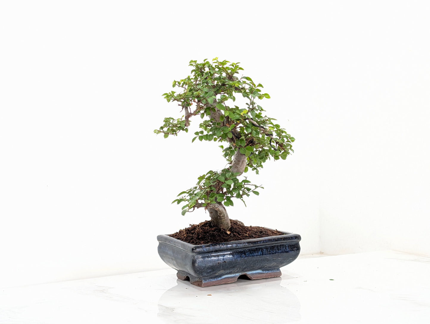 Chinese Elm Bonsai and Care Kit in 18cm Navy Ceramic Pot