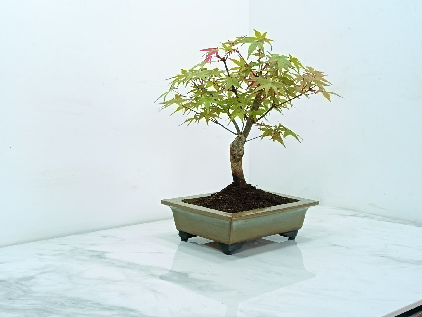 Deshojo Japanese Maple Bonsai & Care Kit