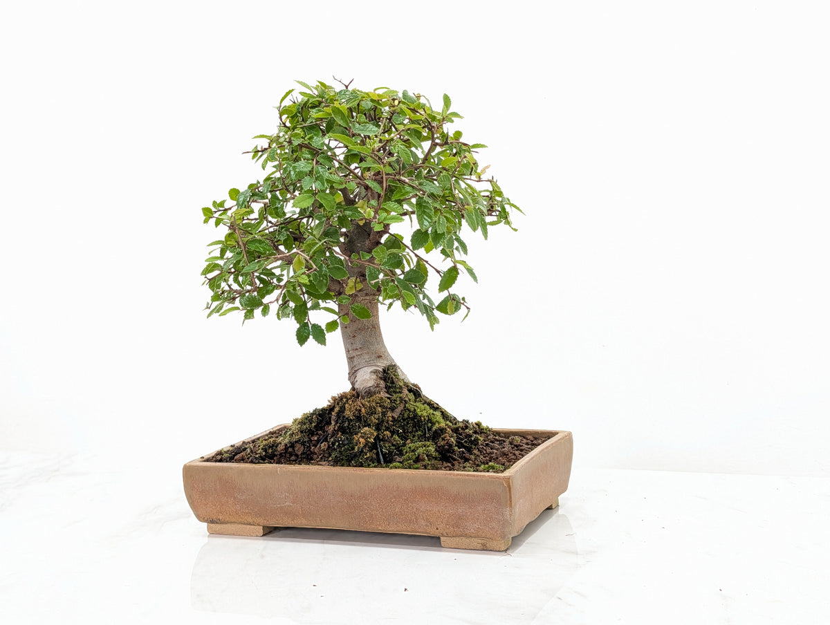 Chinese Elm Bonsai in 20cm Topaz Ceramic Dish+ Care Kit