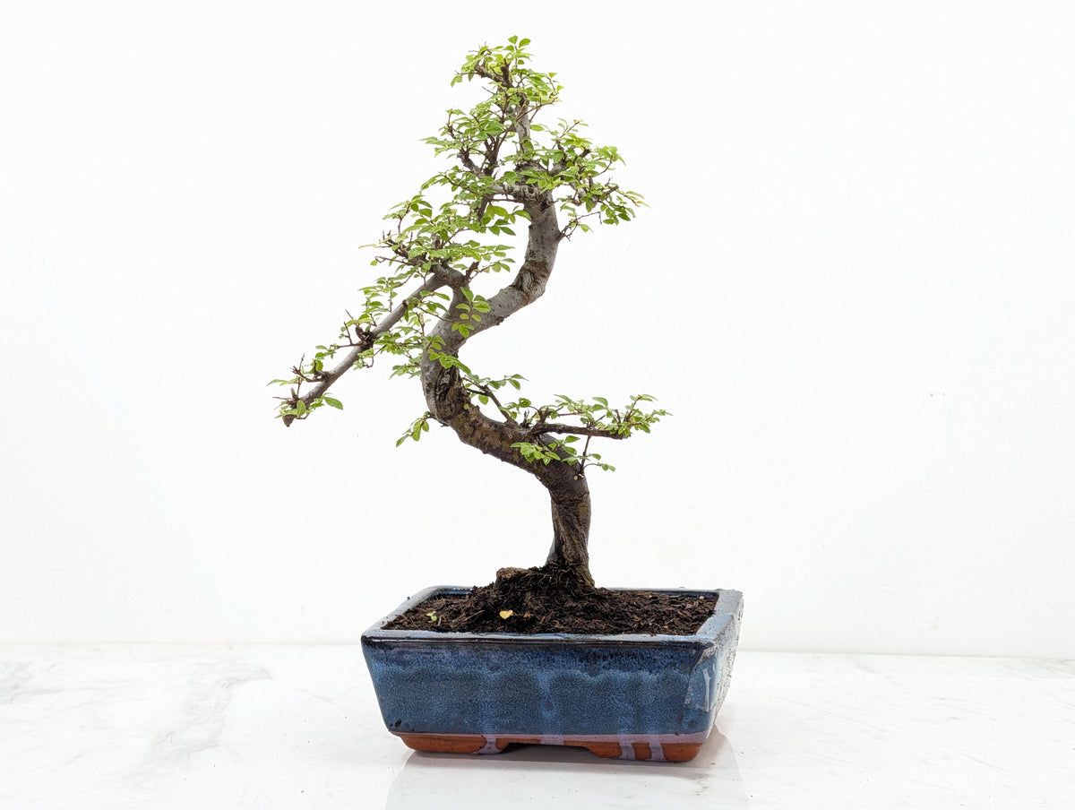 Chinese Elm Bonsai and Care Kit in 18cm Navy Ceramic Pot