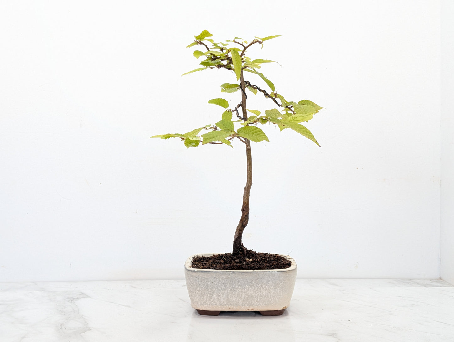 Hornbeam  Starter  Bonsai material