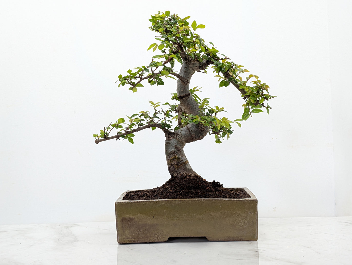 Chinese Elm Bonsai and Care Kit in 22cm Tundra Ceramic Dish
