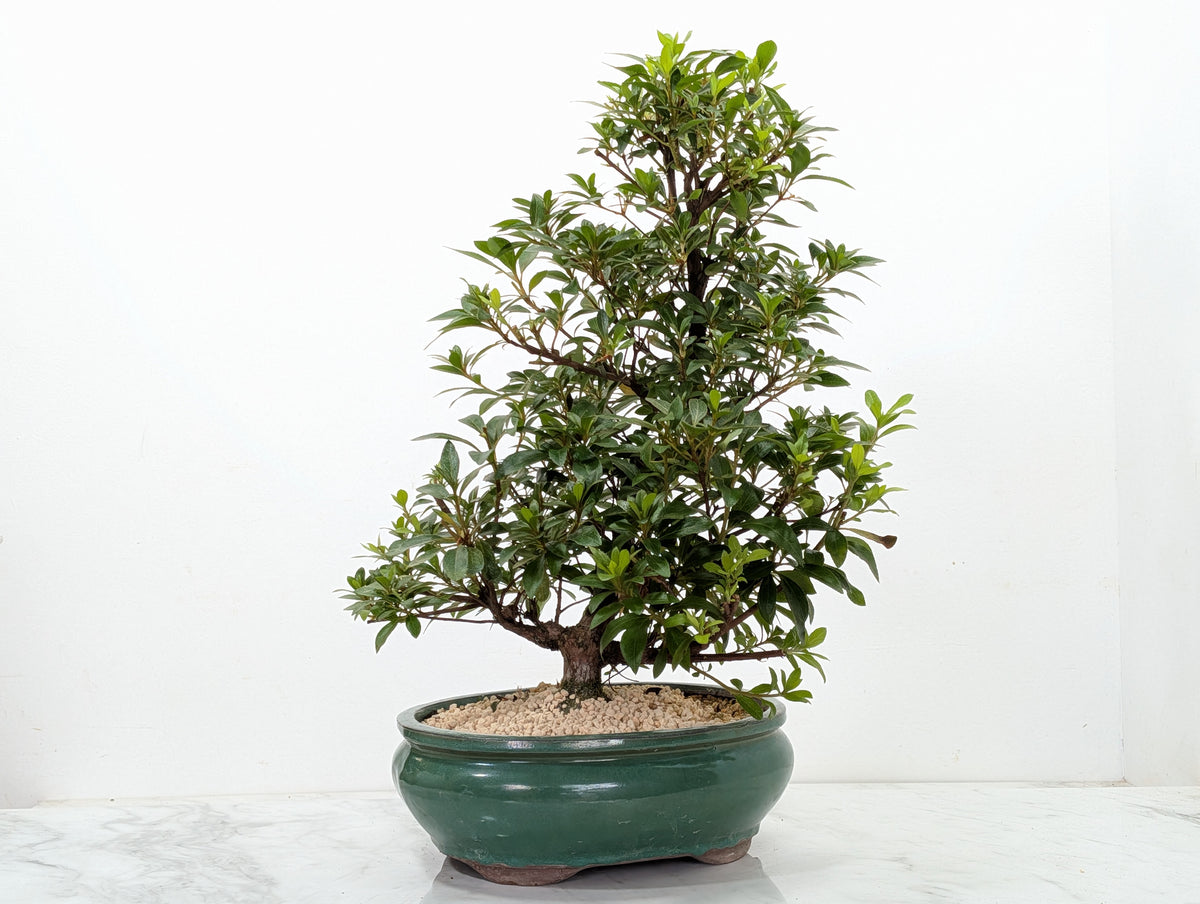 Satsuki Azalea Bonsai & Care Kit