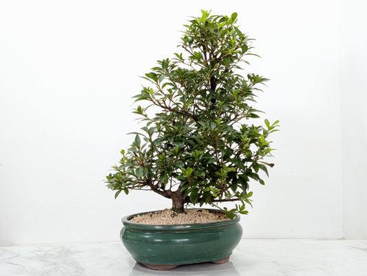 Satsuki Azalea Bonsai & Care Kit