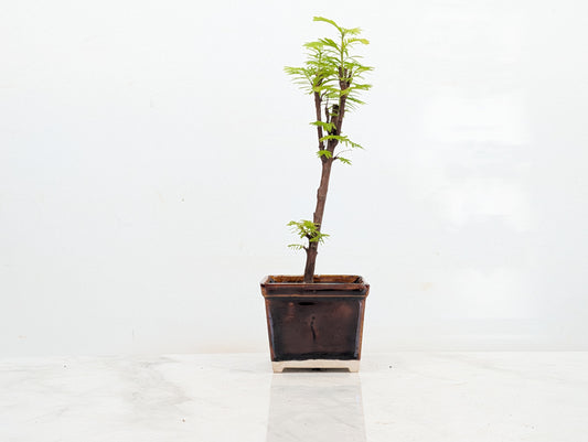 Dawn Redwood Bonsai Starter Tree