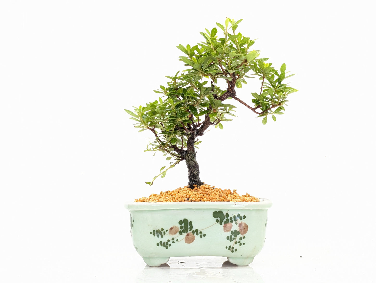 Satsuki Azalea Bonsai & Care Kit