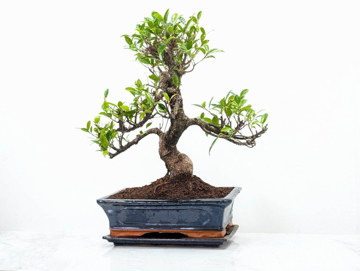 Banyan Fig Bonsai 30cm Navy Pot