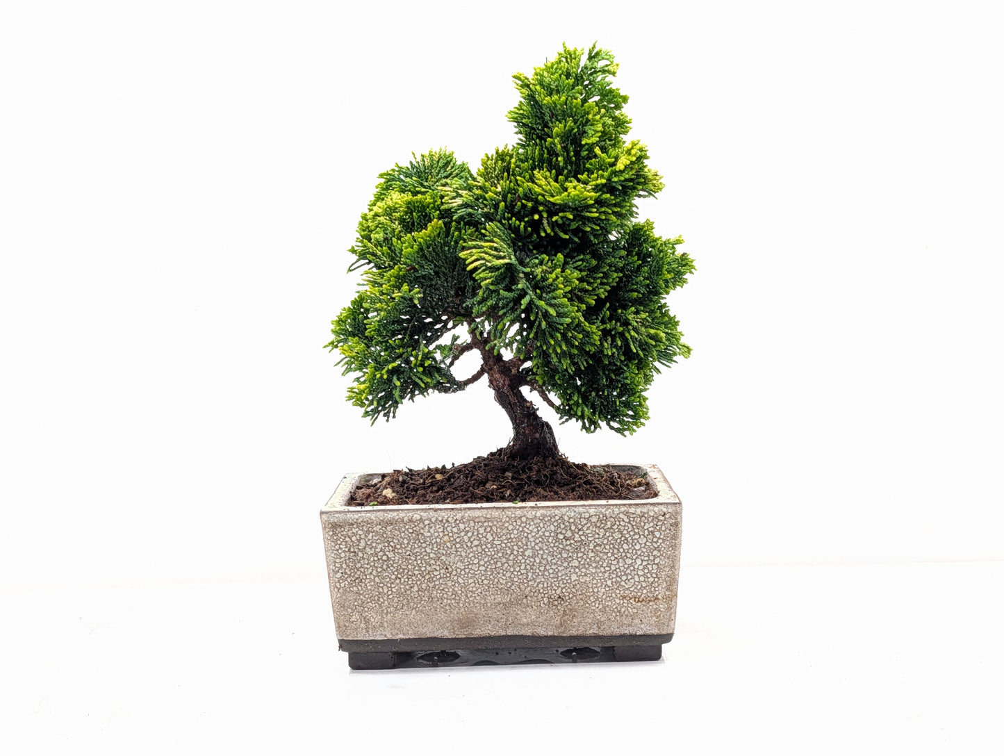 Hinoki Cypress Bonsai
