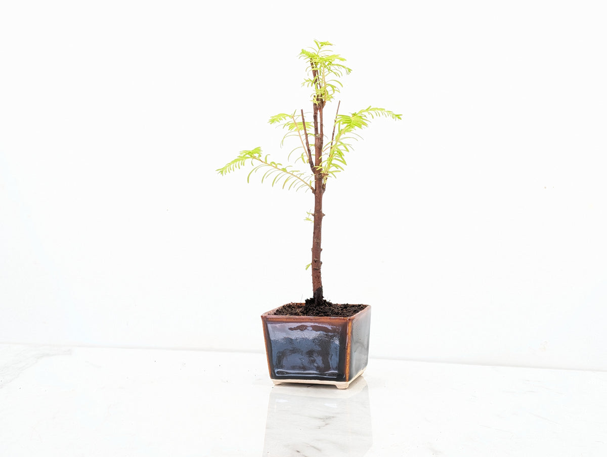 Dawn Redwood Bonsai Starter Tree