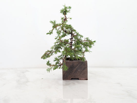 Juniper -Juniperus - Bonsai Starter -  Cube Pot