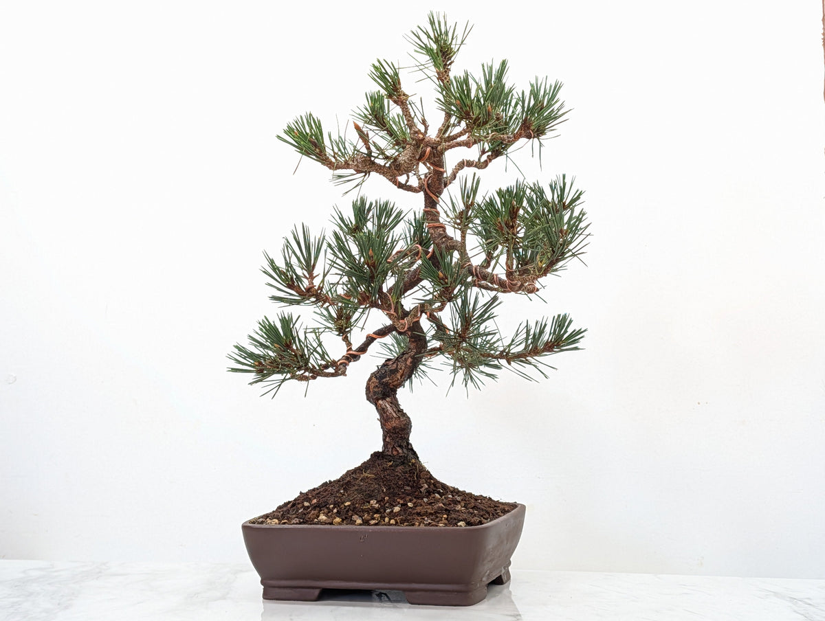 Japanese Black Pine Bonsai