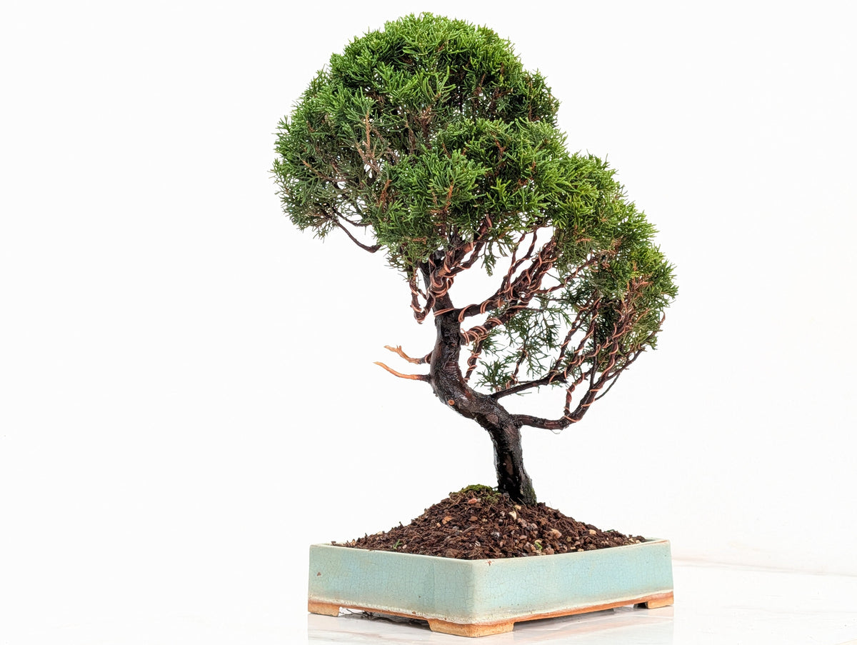 Juniper - Japanese Imported Bonsai
