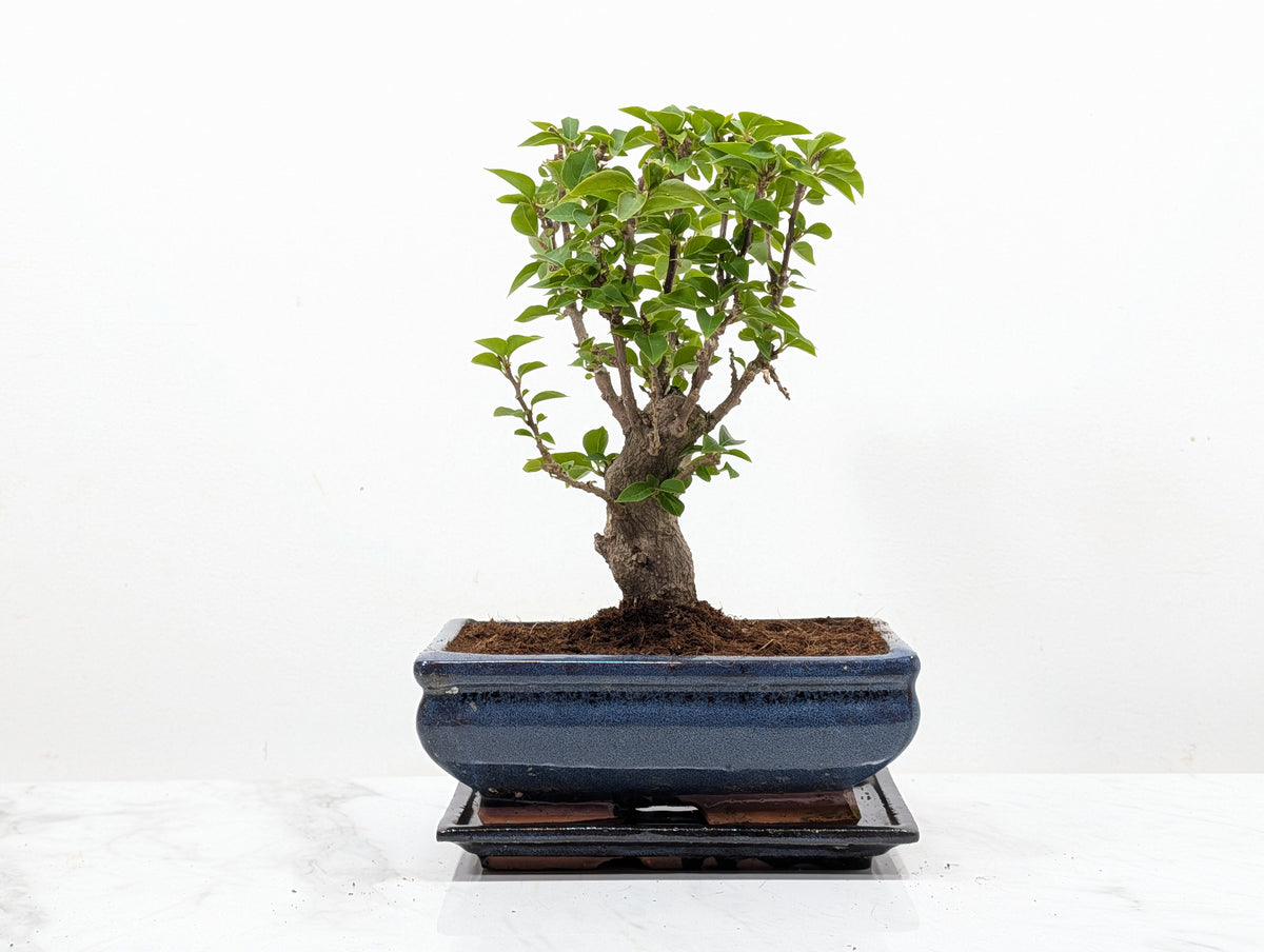 Bougainvillea - Pink Flowering Bonsai 20cm Blue Pot