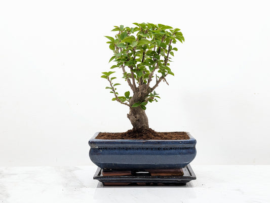 Bougainvillea - Pink Flowering Bonsai 20cm Blue Pot