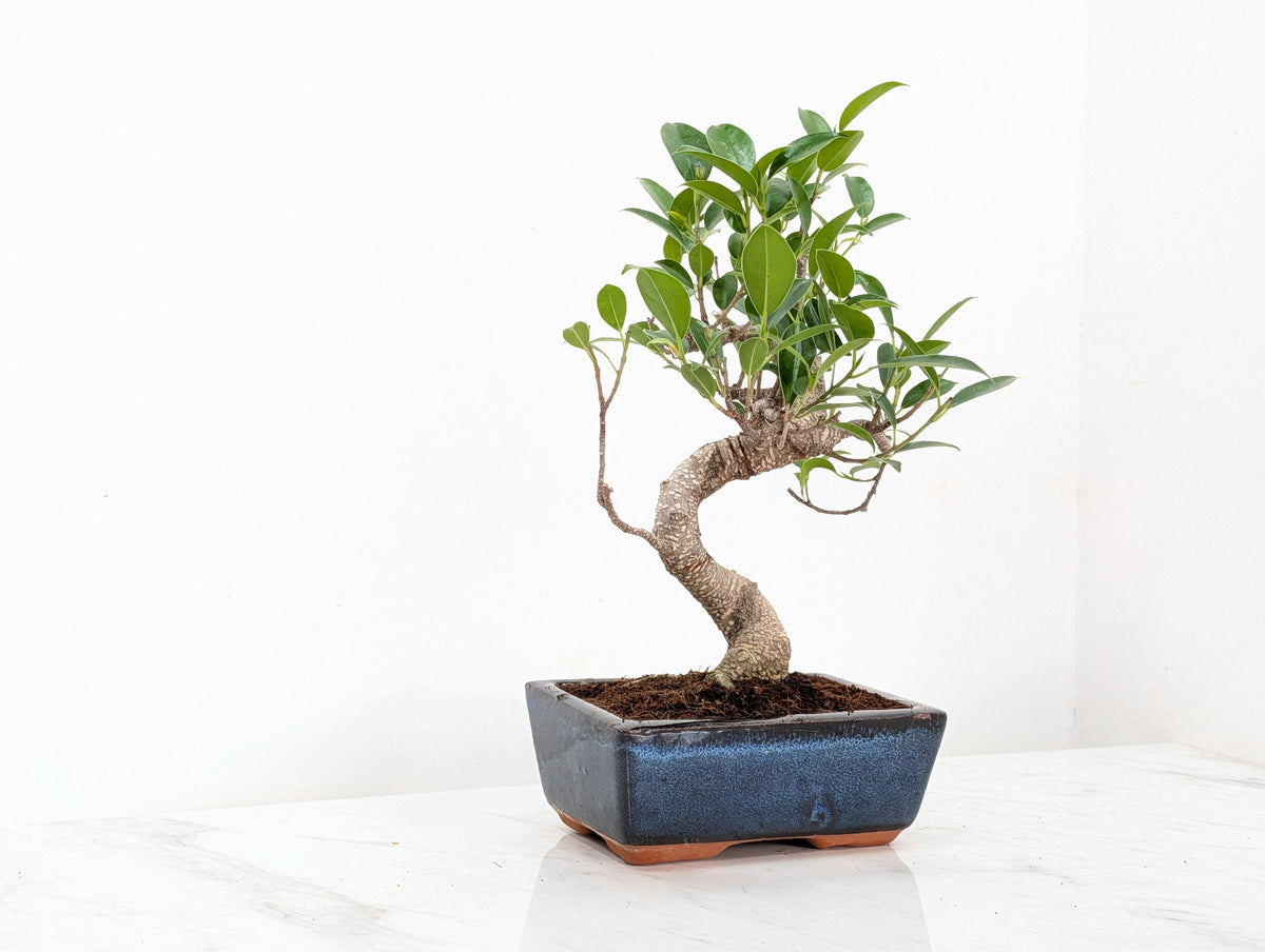 Banyan Fig Bonsai -15cm Navy Pot