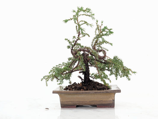 Juniper -Juniperus communis - Bonsai  - 17.5cm Tundra Large Rimmed Dish