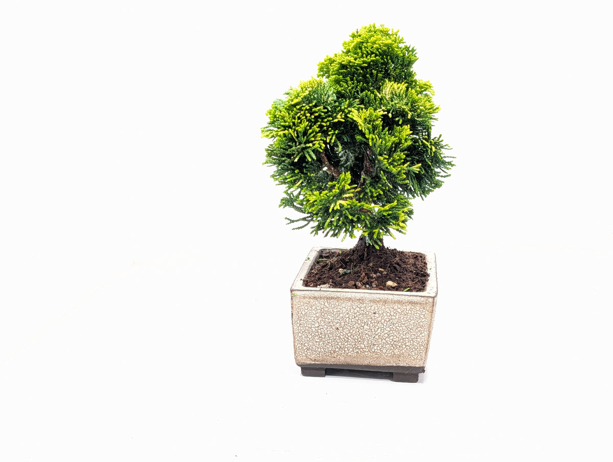 Hinoki Cypress Bonsai
