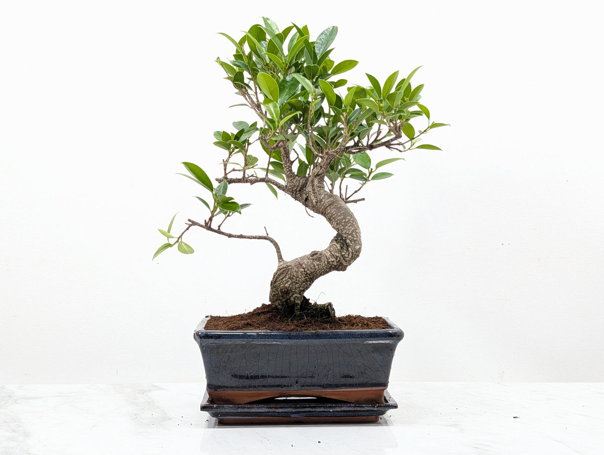 Banyan Fig Bonsai -20cm Navy Pot